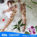 HL002 gefroren gekochte Garnelen Großhandel für den Export von Alibaba